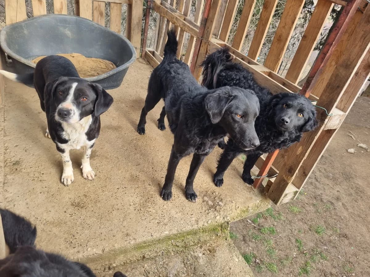 Indie, male German Shepherd for adoption at Nordic Strays e.V. — photo 5 of 13