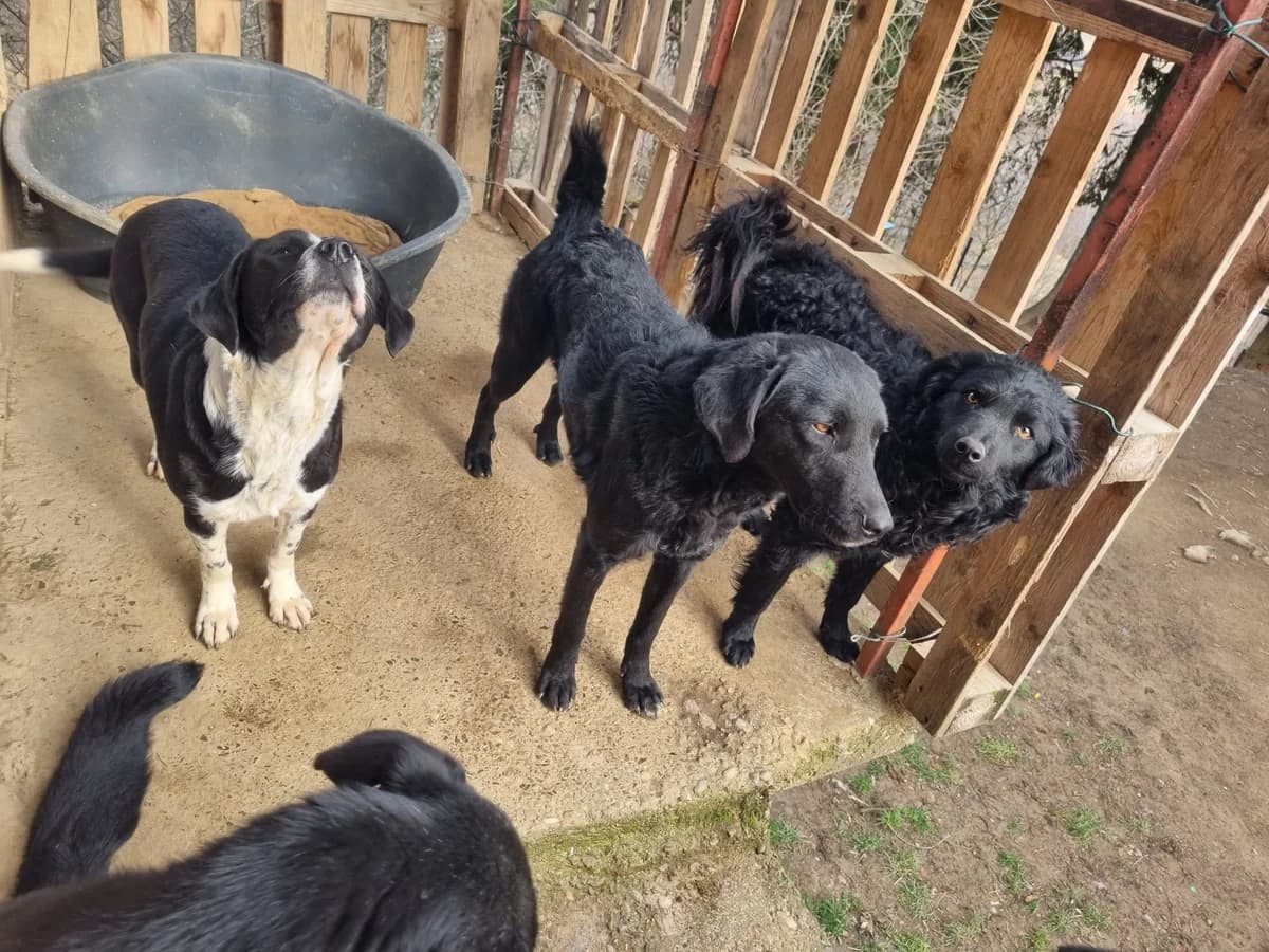 Indie, male German Shepherd for adoption at Nordic Strays e.V. — photo 6 of 13