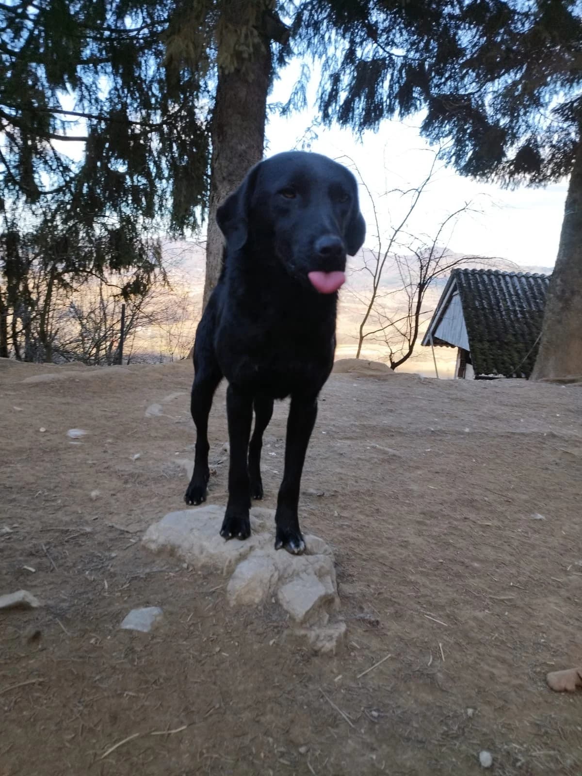 Indie, male German Shepherd for adoption at Nordic Strays e.V. — photo 7 of 13