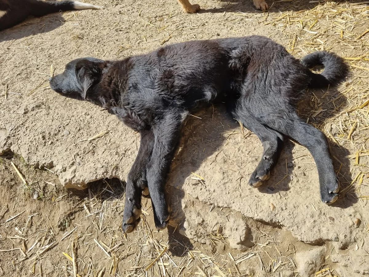 Indie, male German Shepherd for adoption at Nordic Strays e.V. — photo 8 of 13