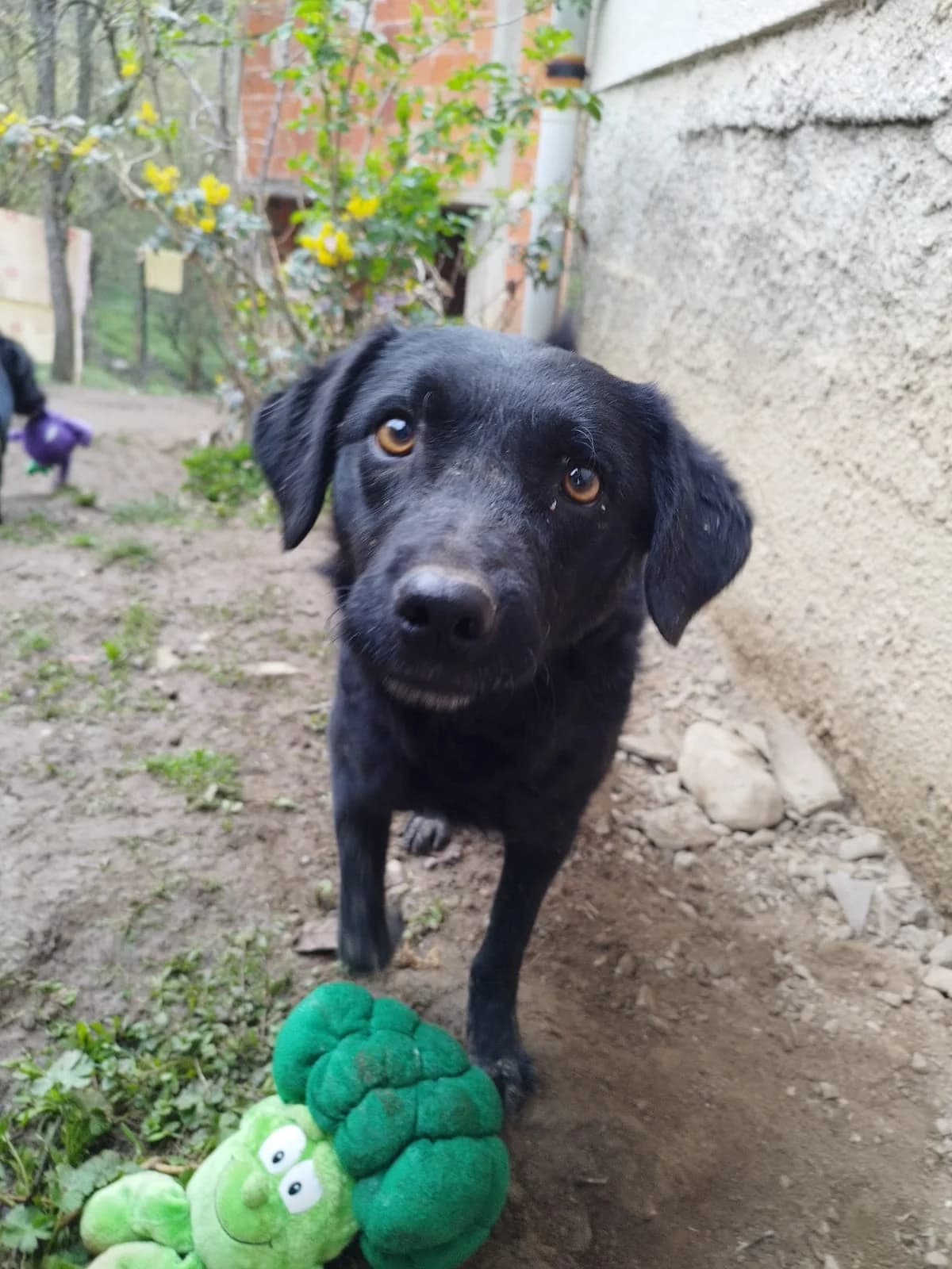 Elektra, female German Shepherd for adoption at Nordic Strays e.V.