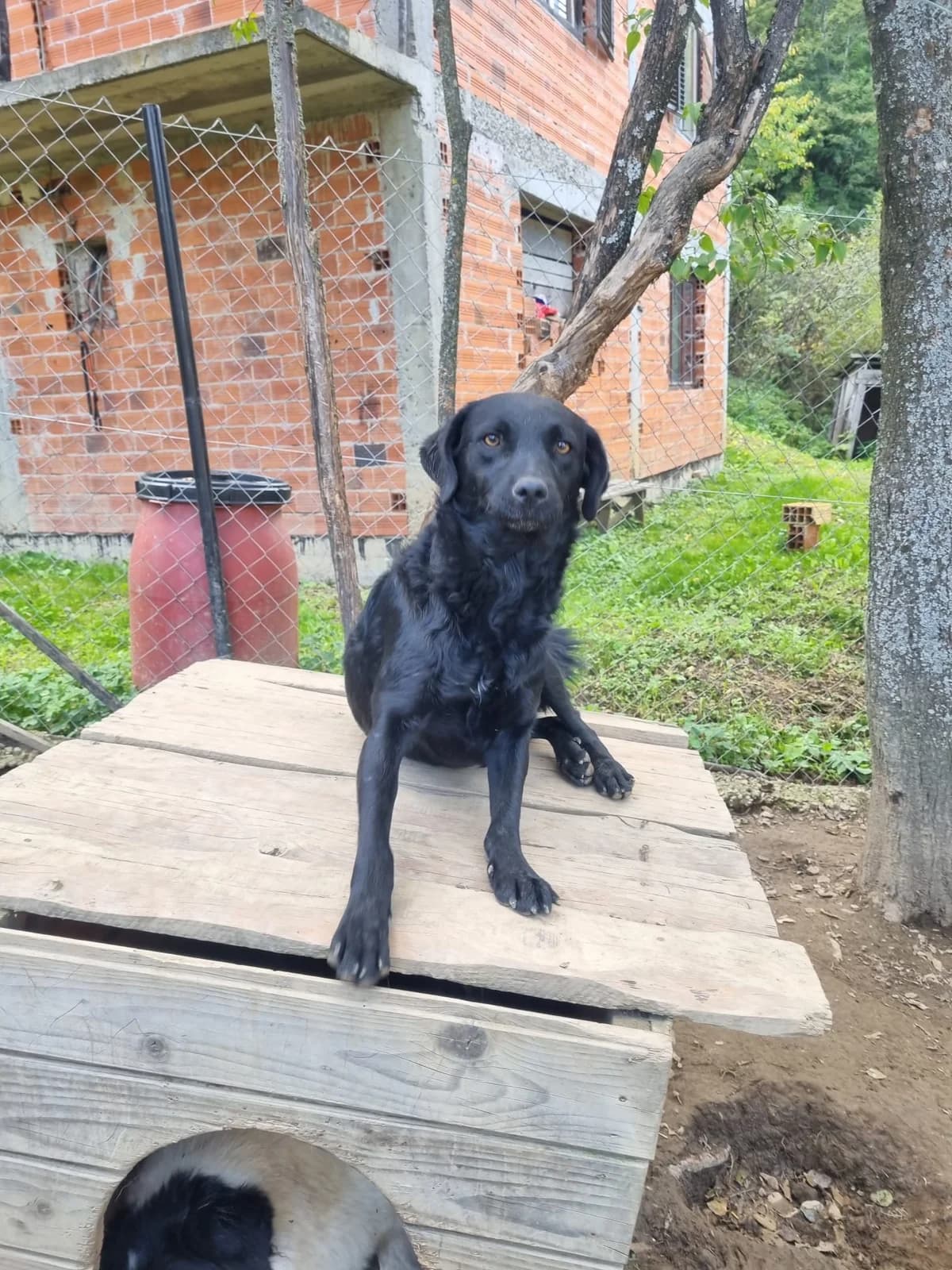 Elektra, female German Shepherd for adoption at Nordic Strays e.V. — photo 2 of 23