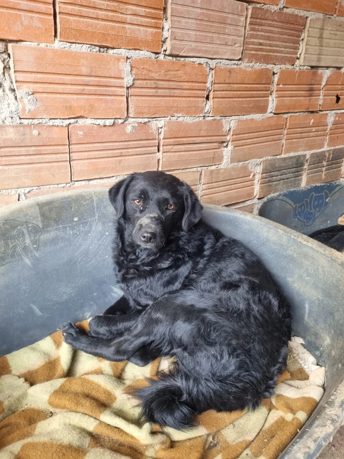 Elektra, female German Shepherd for adoption at Nordic Strays e.V. — photo 3 of 23