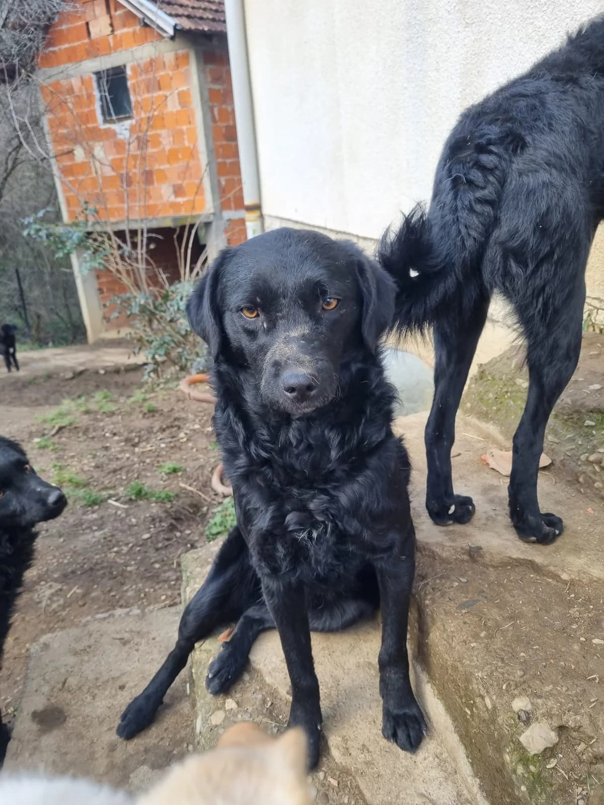 Elektra, female German Shepherd for adoption at Nordic Strays e.V. — photo 4 of 23