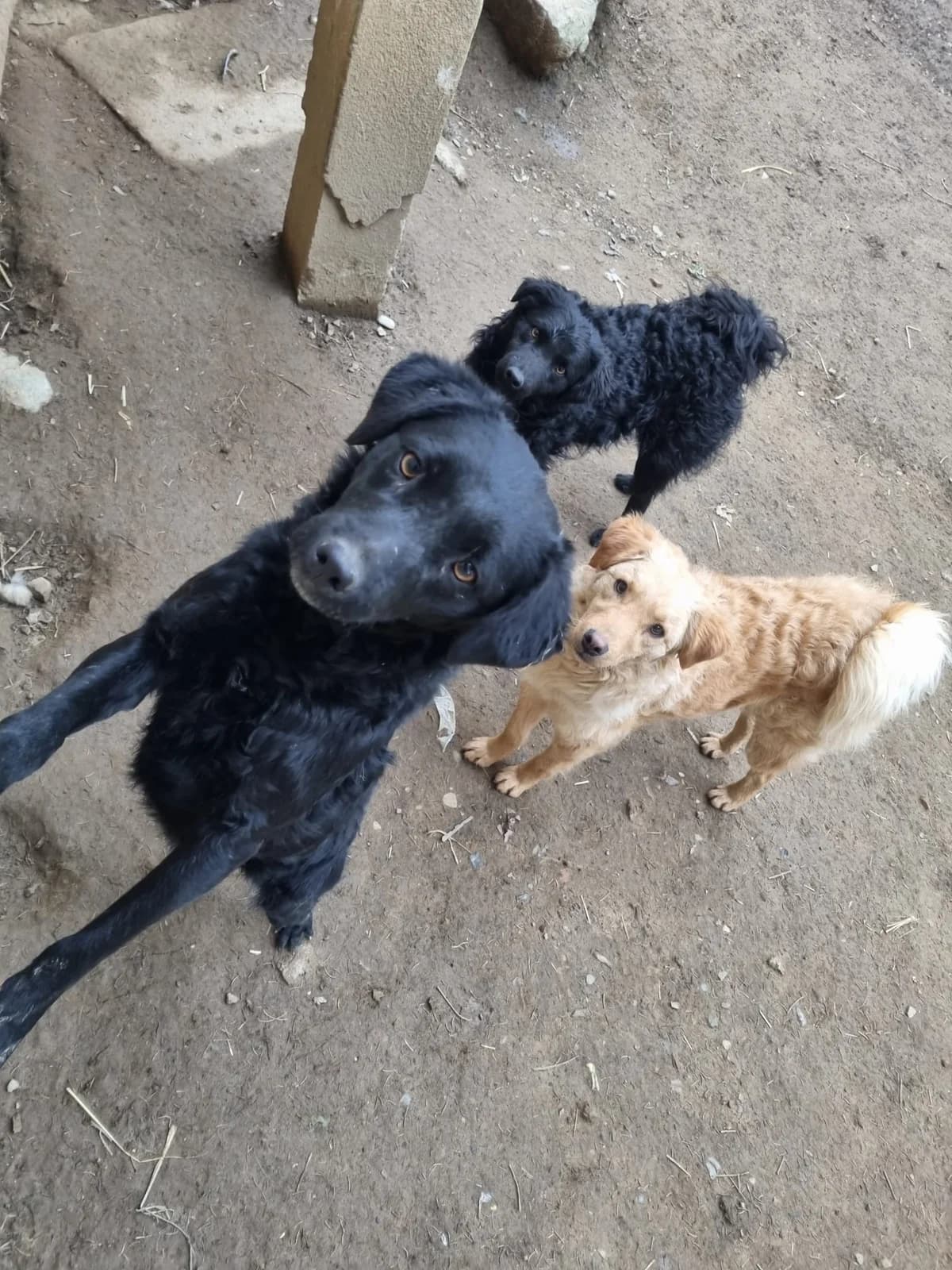 Elektra, female German Shepherd for adoption at Nordic Strays e.V. — photo 5 of 23