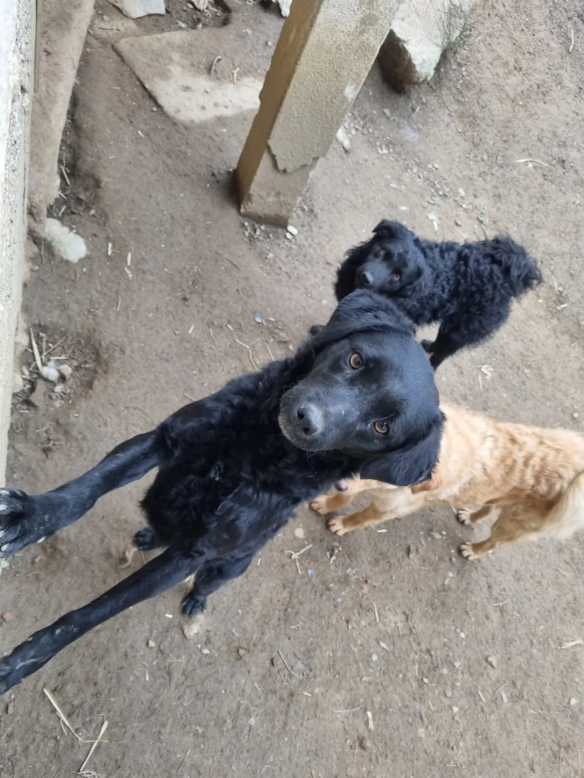 Elektra, female German Shepherd for adoption at Nordic Strays e.V. — photo 6 of 23