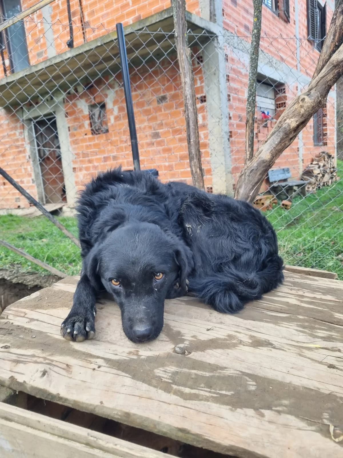 Elektra, female German Shepherd for adoption at Nordic Strays e.V. — photo 7 of 23