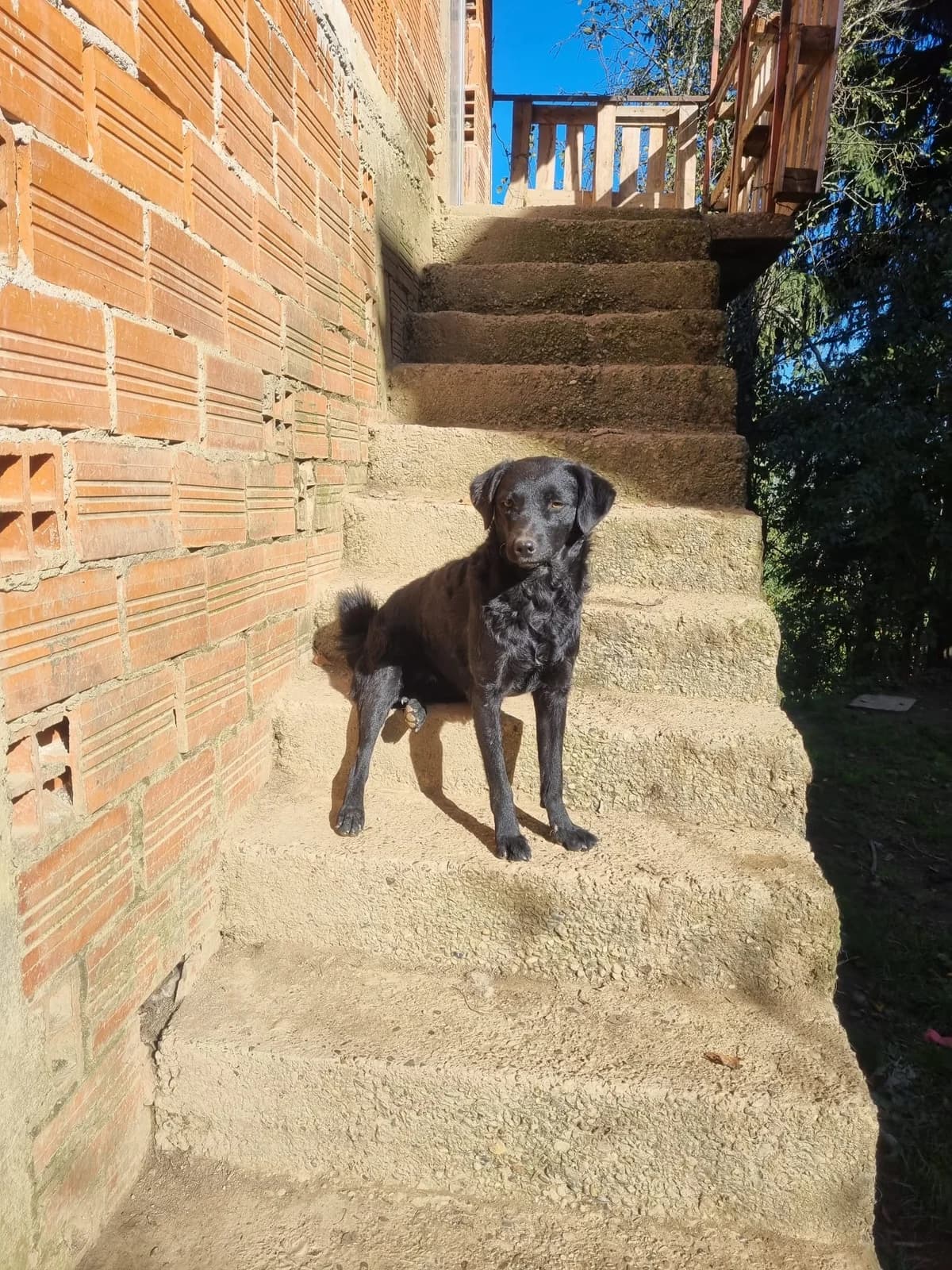 Elektra, female German Shepherd for adoption at Nordic Strays e.V. — photo 8 of 23