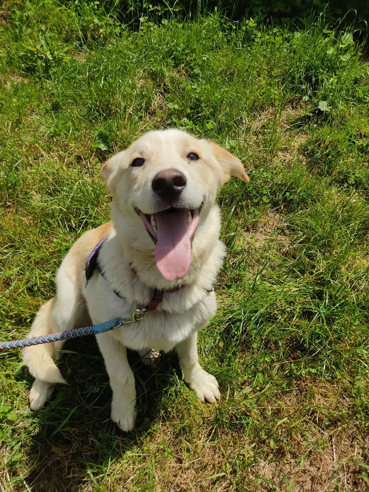 Casper, male mixed breed for adoption at Nordic Strays e.V.
