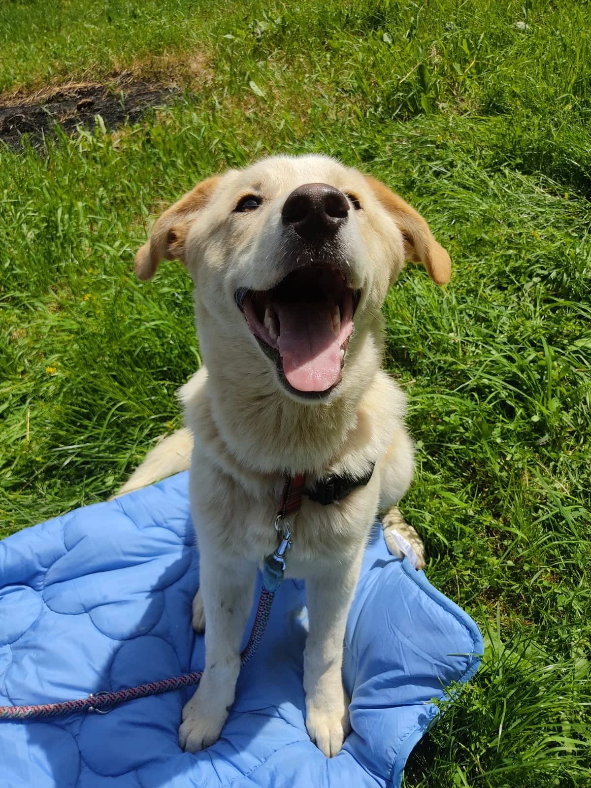 Casper, male mixed breed for adoption at Nordic Strays e.V. — photo 2 of 25