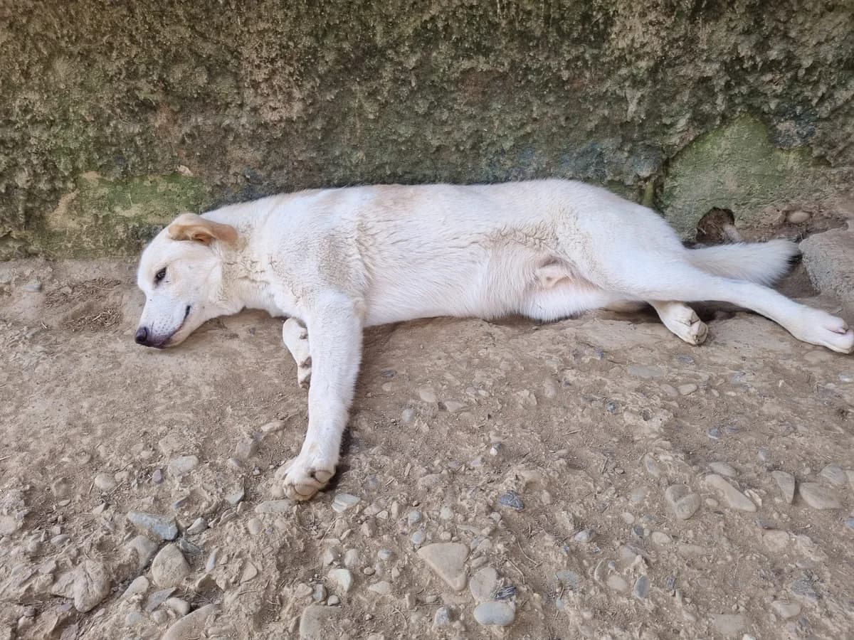Casper, male mixed breed for adoption at Nordic Strays e.V. — photo 3 of 25