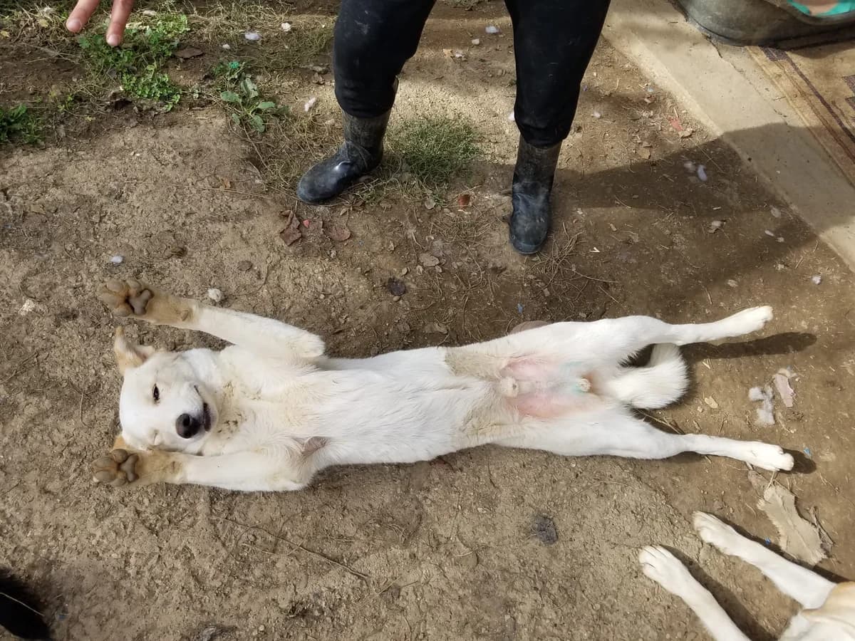 Casper, male mixed breed for adoption at Nordic Strays e.V. — photo 4 of 25