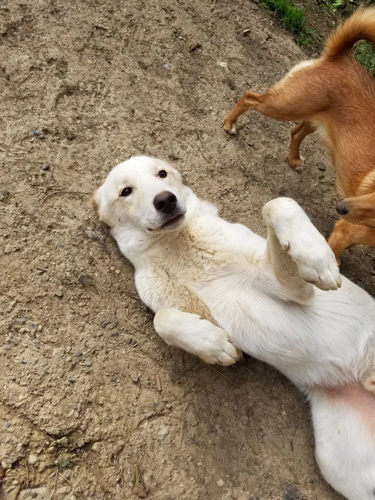 Casper, male mixed breed for adoption at Nordic Strays e.V. — photo 5 of 25