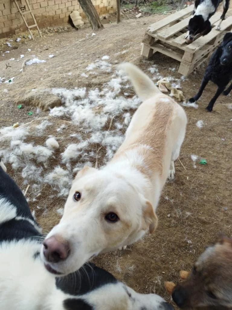 Casper, male mixed breed for adoption at Nordic Strays e.V. — photo 6 of 25