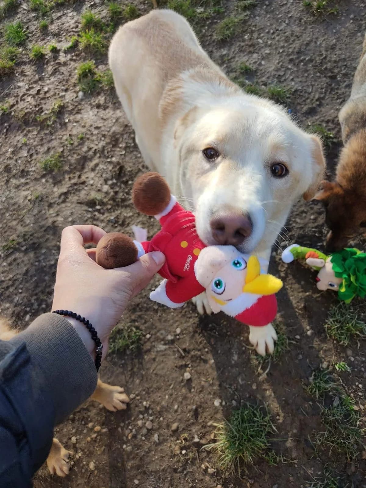 Casper, male mixed breed for adoption at Nordic Strays e.V. — photo 7 of 25