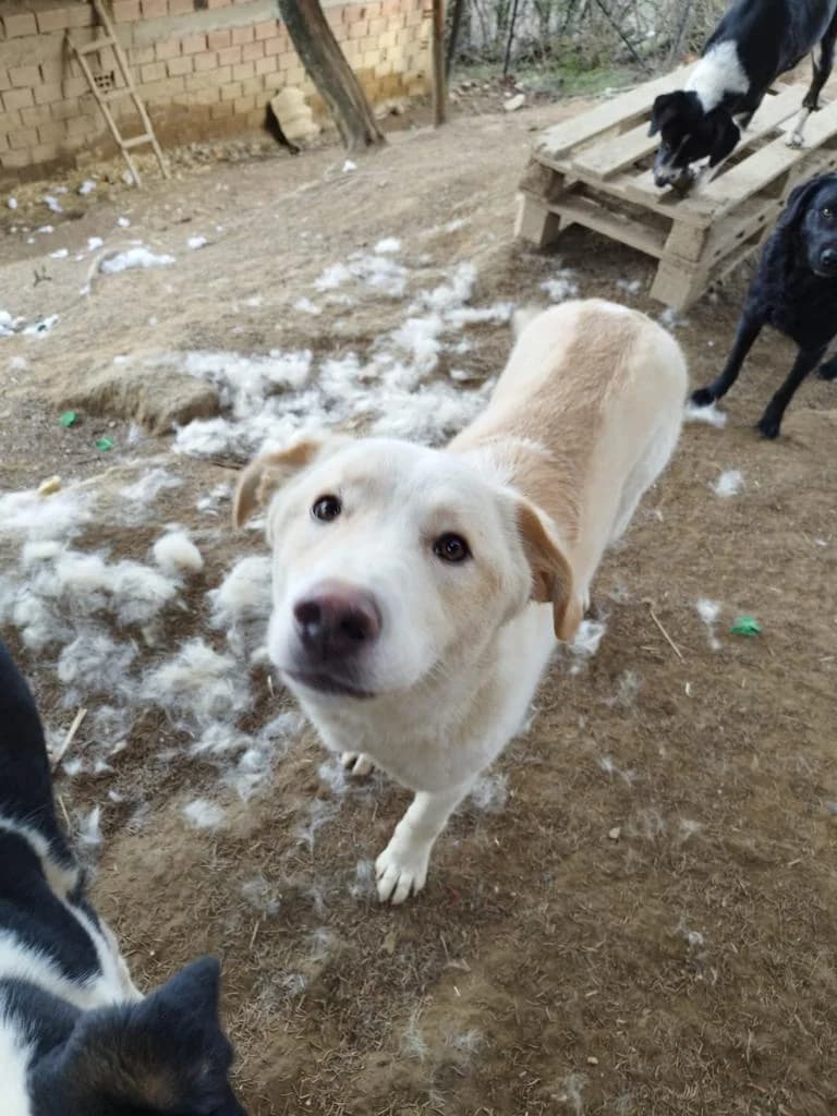 Casper, male mixed breed for adoption at Nordic Strays e.V. — photo 8 of 25