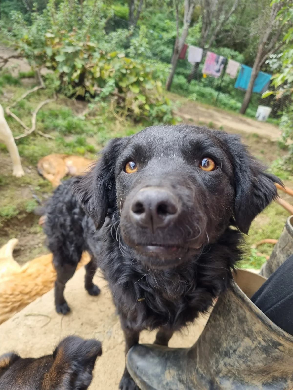 Momo, male German Shepherd for adoption at Nordic Strays e.V.