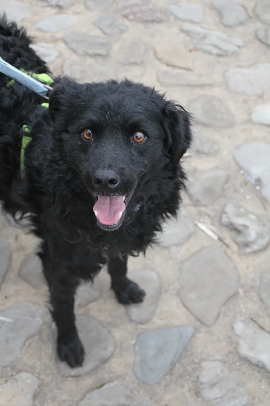 Momo, male German Shepherd for adoption at Nordic Strays e.V. — photo 2 of 21