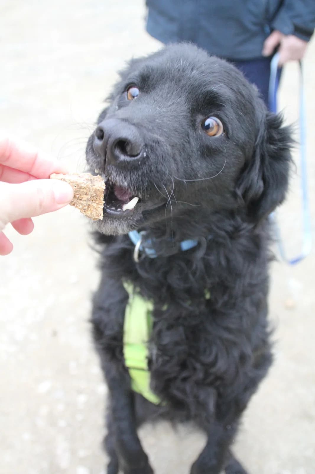 Momo, male German Shepherd for adoption at Nordic Strays e.V. — photo 3 of 21
