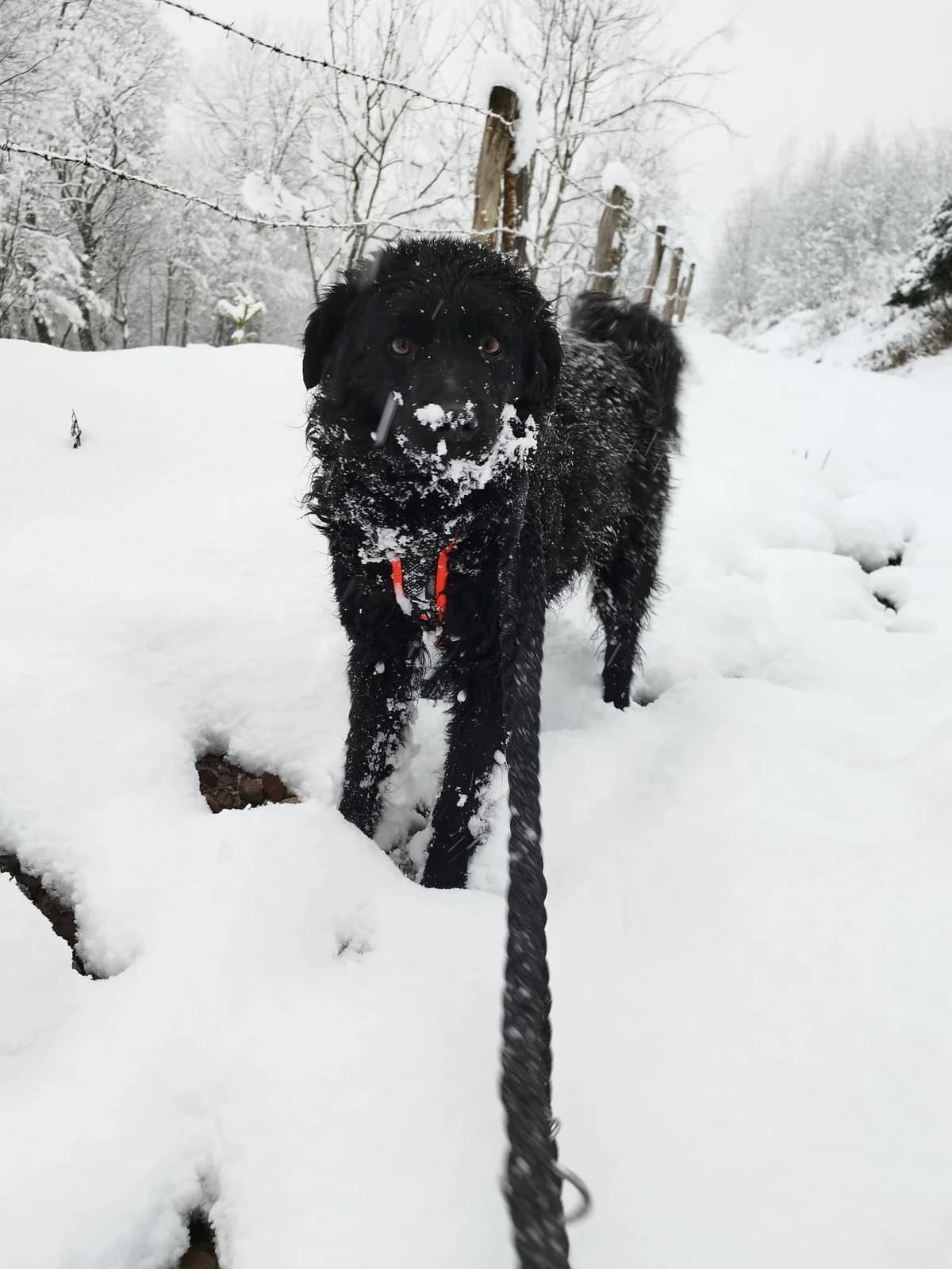 Momo, male German Shepherd for adoption at Nordic Strays e.V. — photo 4 of 21