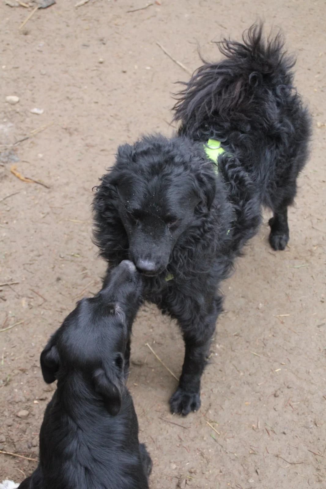 Momo, male German Shepherd for adoption at Nordic Strays e.V. — photo 6 of 21