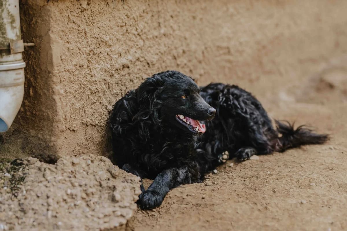 Momo, male German Shepherd for adoption at Nordic Strays e.V. — photo 7 of 21