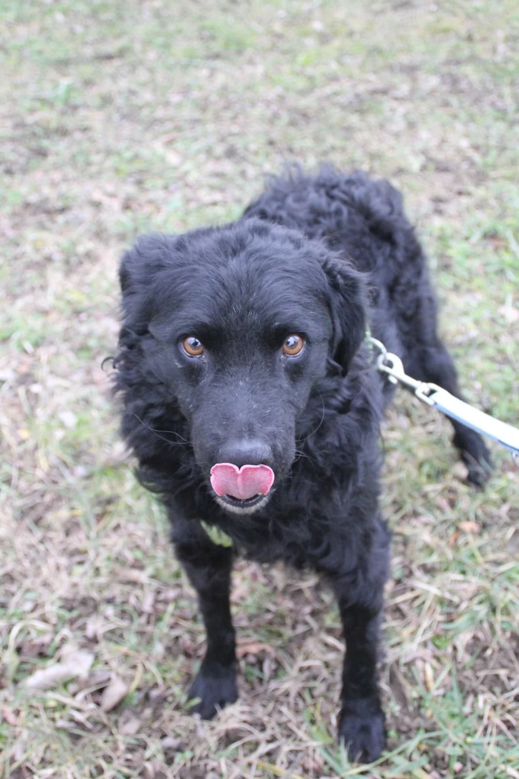Momo, male German Shepherd for adoption at Nordic Strays e.V. — photo 8 of 21