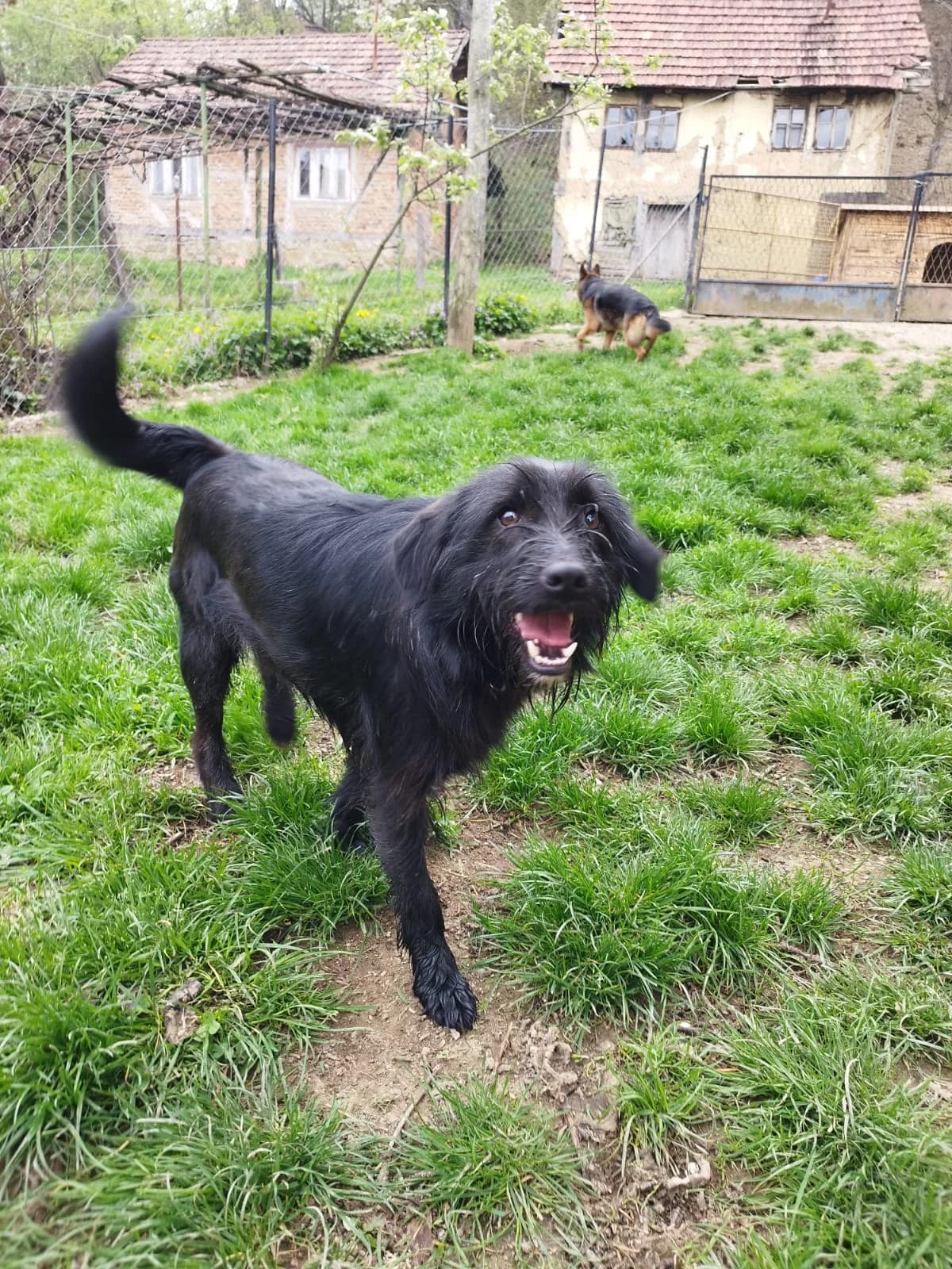 Otto, male Mixed Breed for adoption at Nordic Strays e.V. — photo 2 of 30