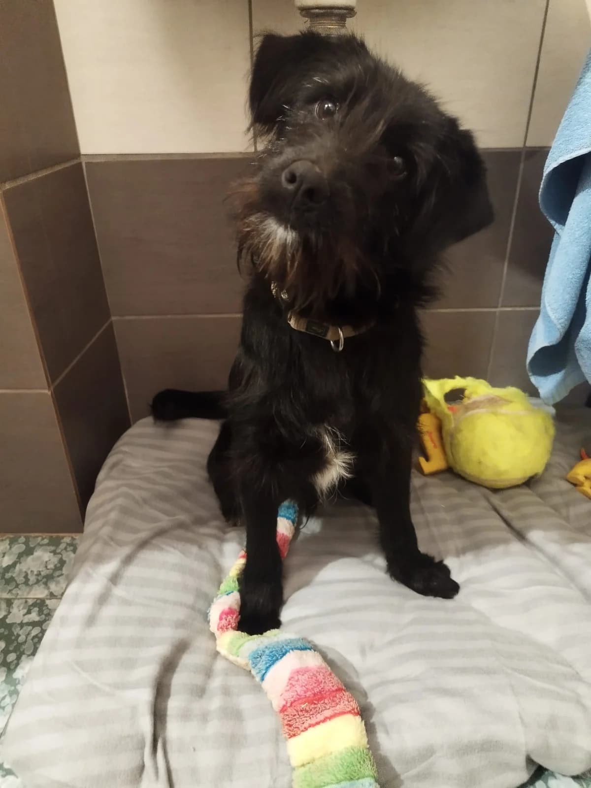 Otto, male Mixed Breed for adoption at Nordic Strays e.V. — photo 3 of 30