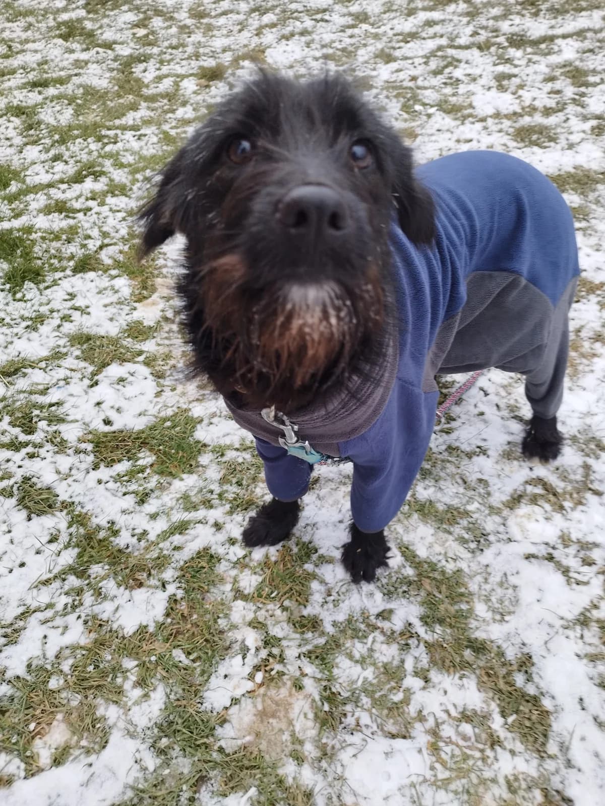 Otto, male Mixed Breed for adoption at Nordic Strays e.V. — photo 4 of 30