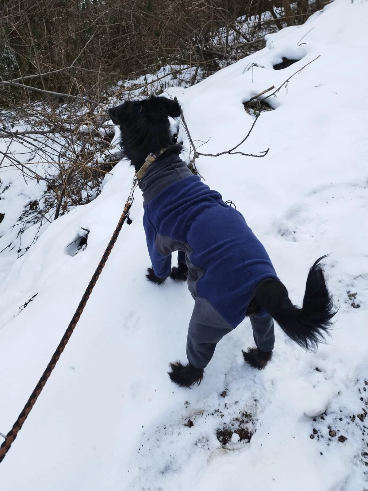 Otto, male Mixed Breed for adoption at Nordic Strays e.V. — photo 5 of 30
