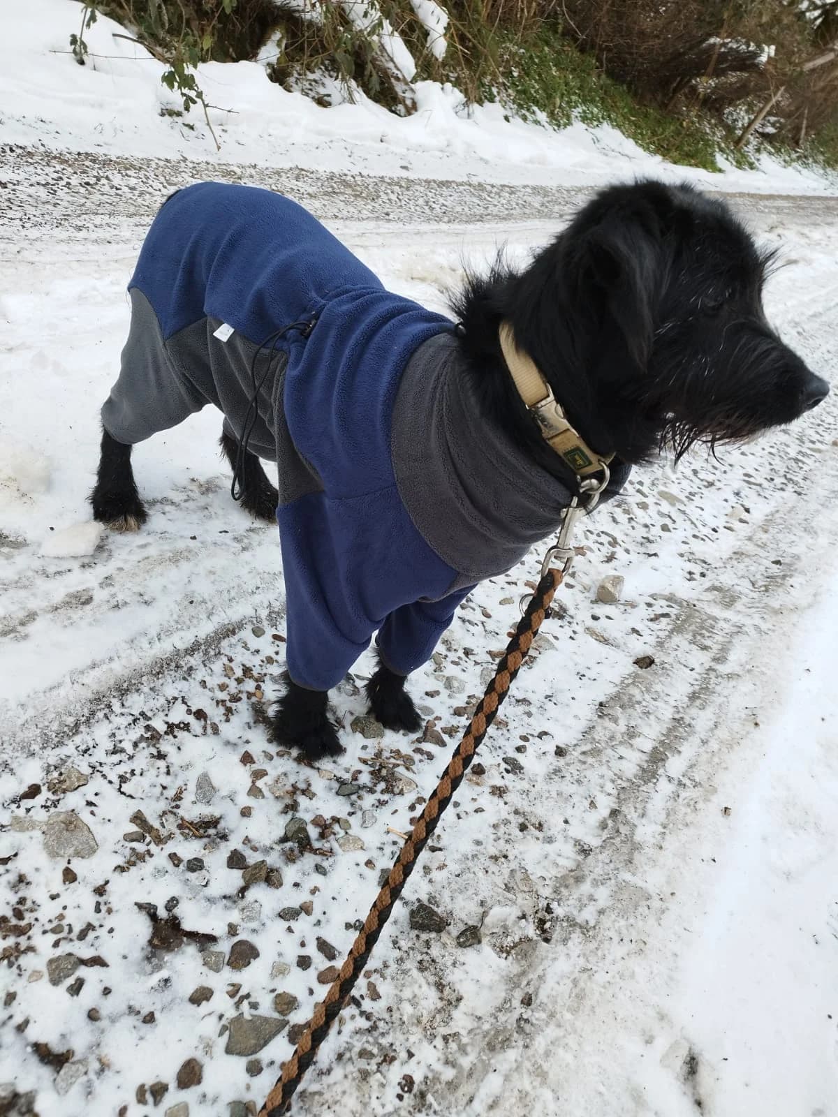 Otto, male Mixed Breed for adoption at Nordic Strays e.V. — photo 6 of 30