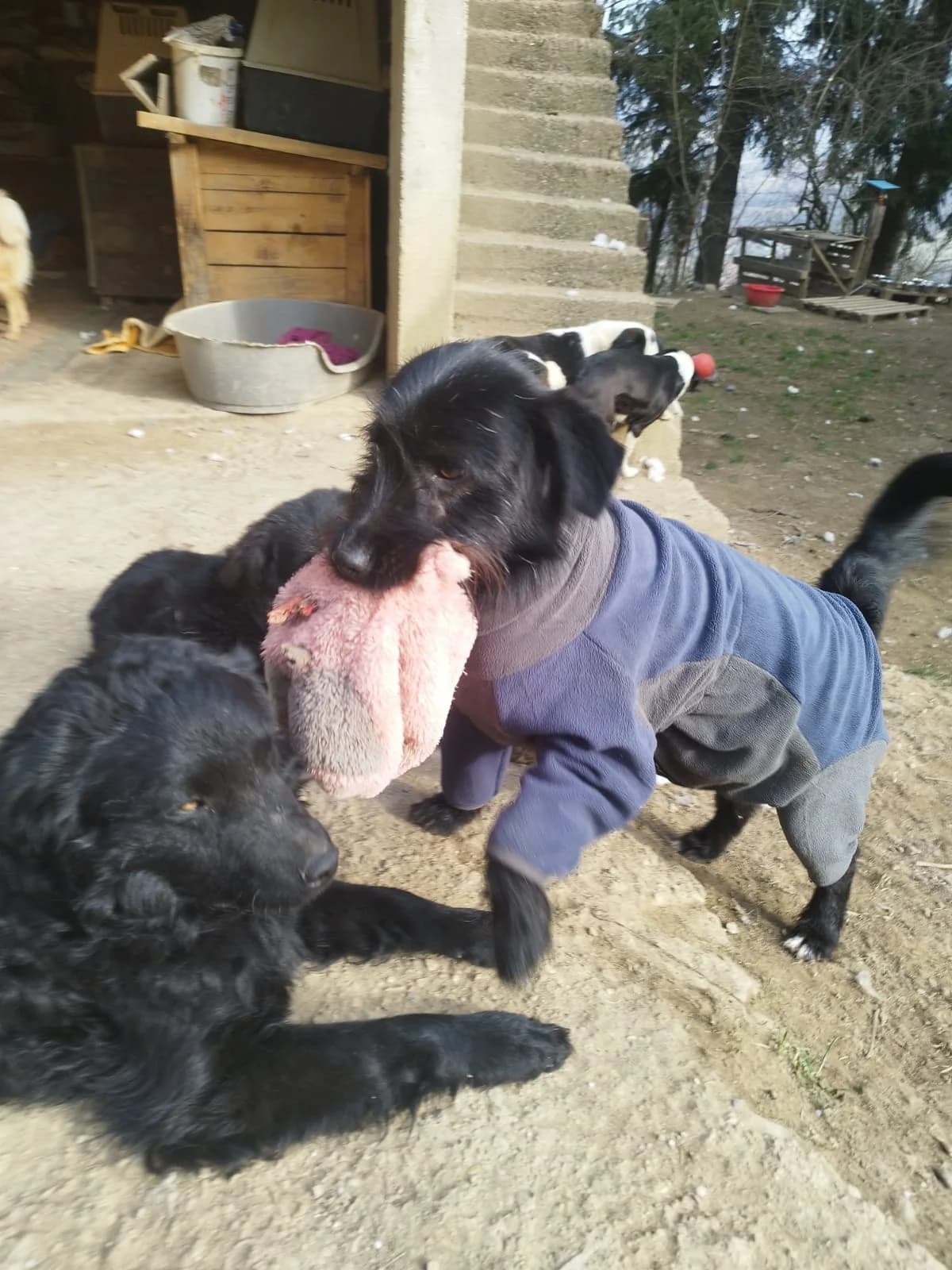 Otto, male Mixed Breed for adoption at Nordic Strays e.V. — photo 7 of 30