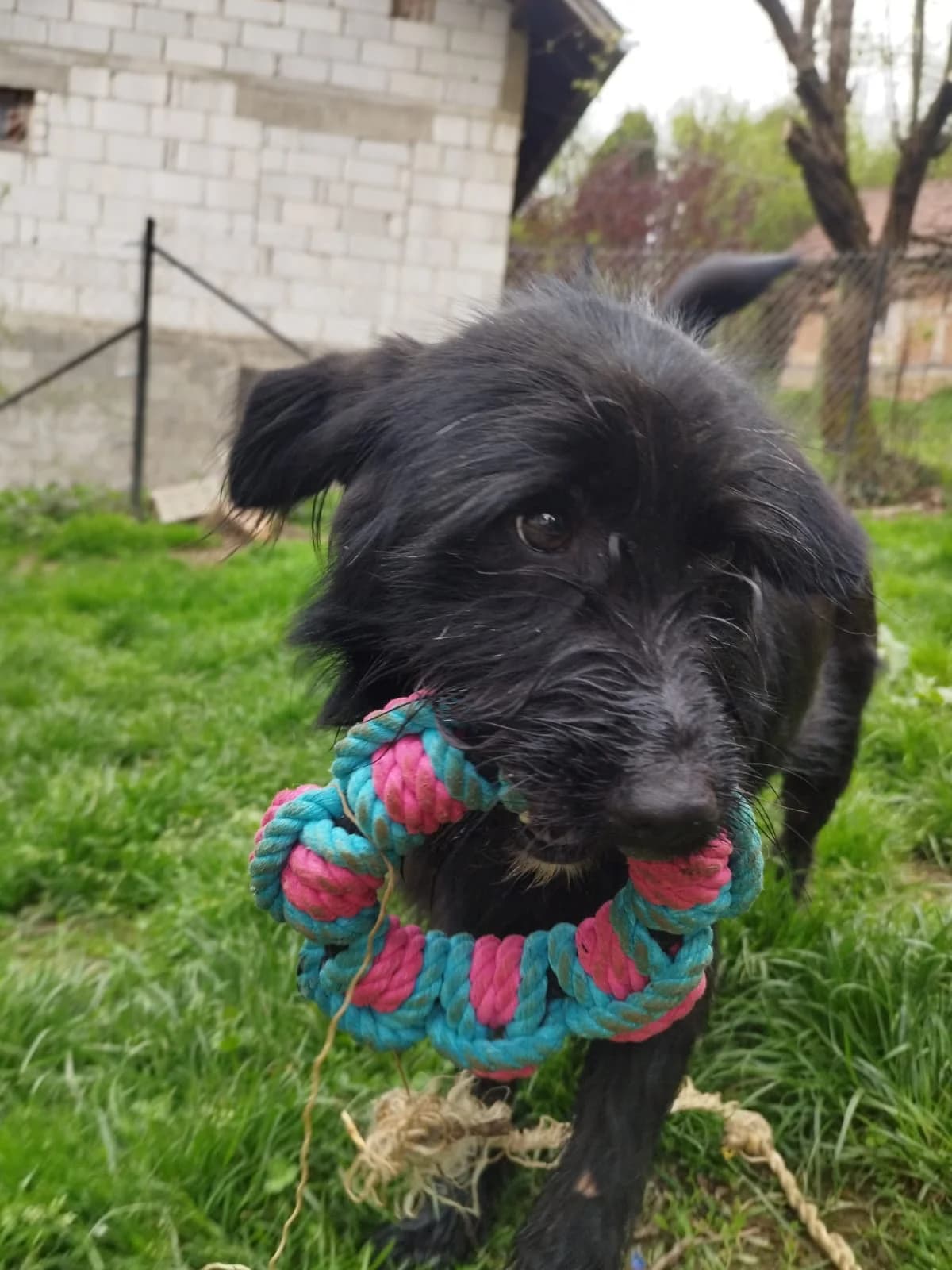 Otto, male Mixed Breed for adoption at Nordic Strays e.V. — photo 8 of 30