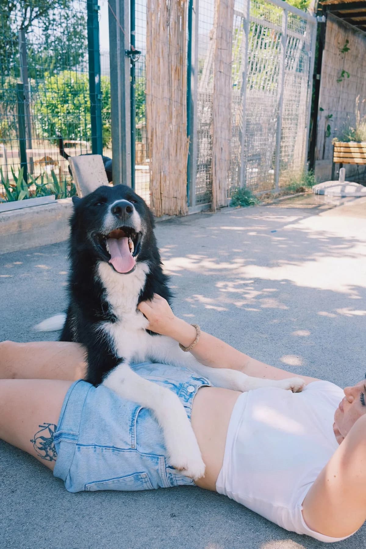 Oscar (reserviert), male mixed breed for adoption at Nordic Strays e.V.