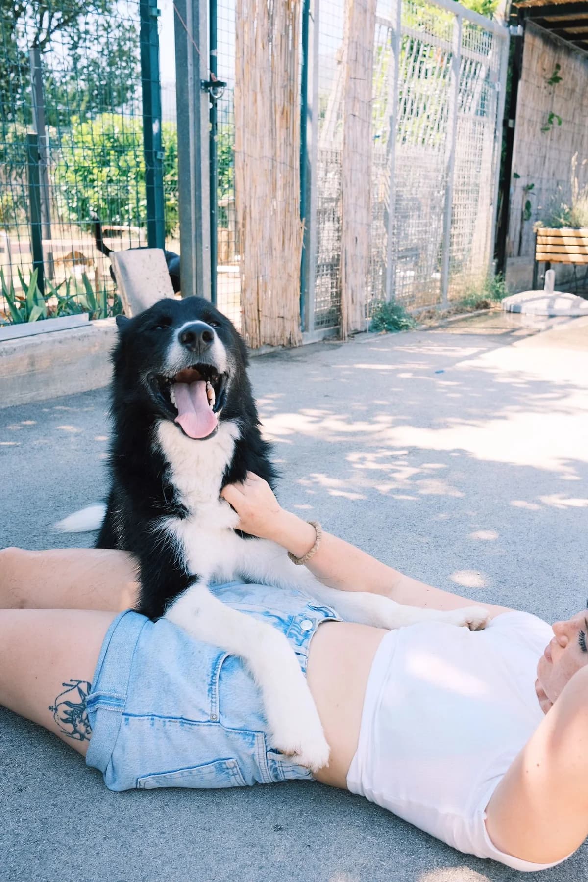 Oscar (reserviert), male mixed breed for adoption at Nordic Strays e.V. — photo 2 of 17