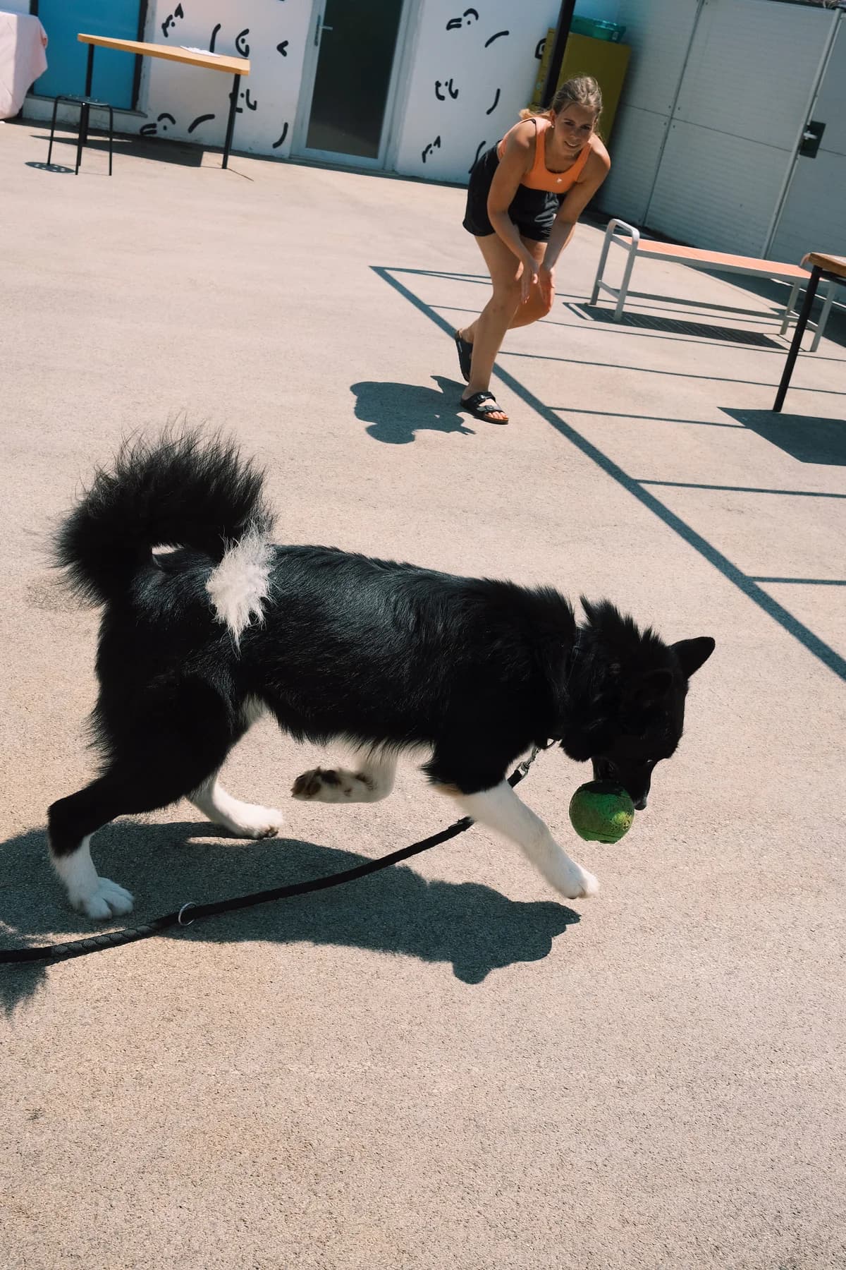 Oscar (reserviert), male mixed breed for adoption at Nordic Strays e.V. — photo 3 of 17