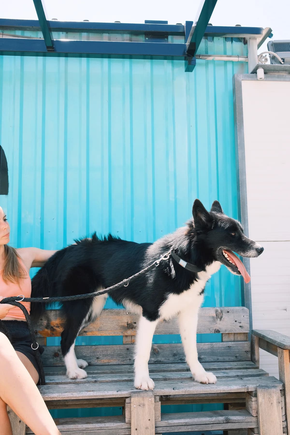 Oscar (reserviert), male mixed breed for adoption at Nordic Strays e.V. — photo 4 of 17