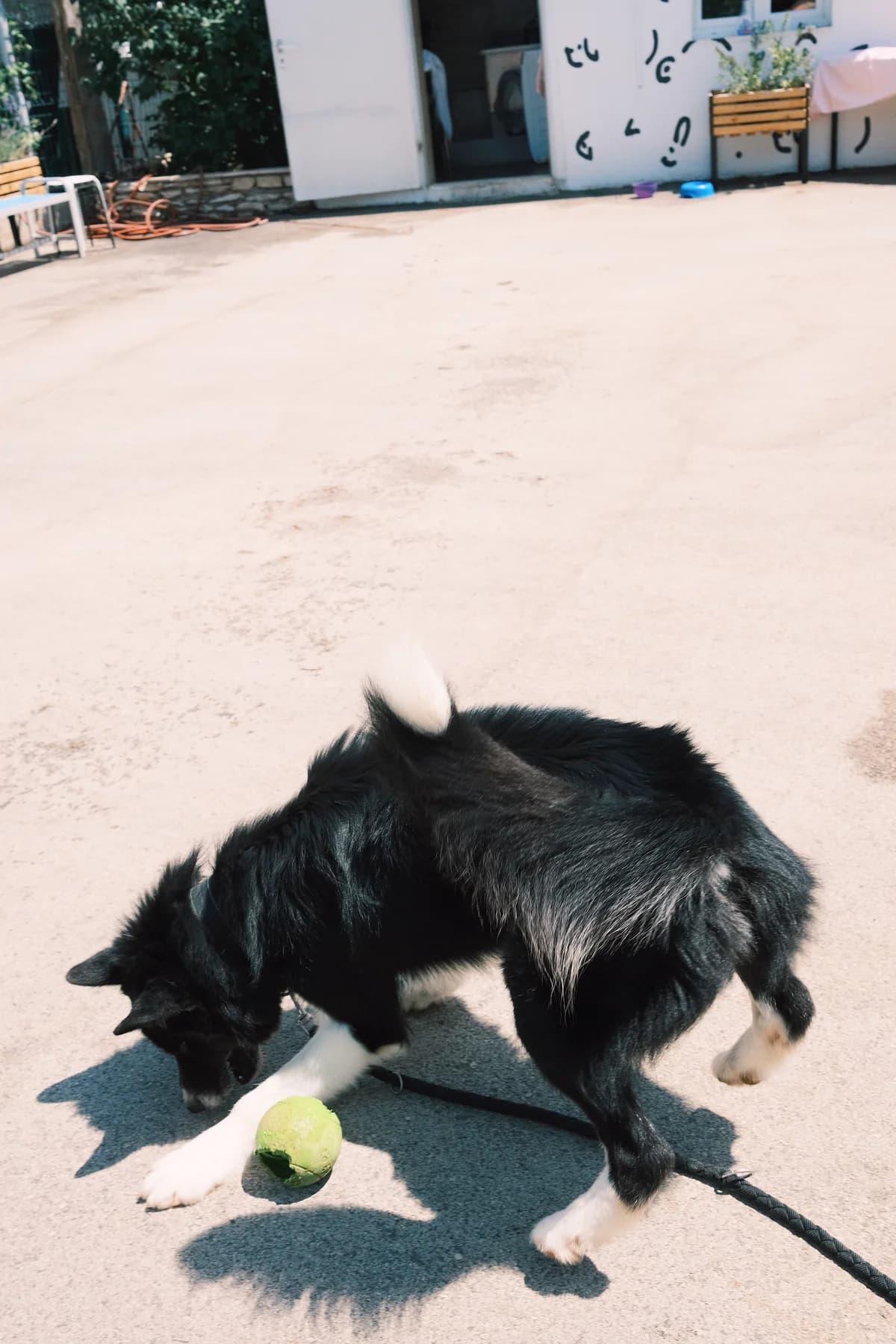 Oscar (reserviert), male mixed breed for adoption at Nordic Strays e.V. — photo 5 of 17