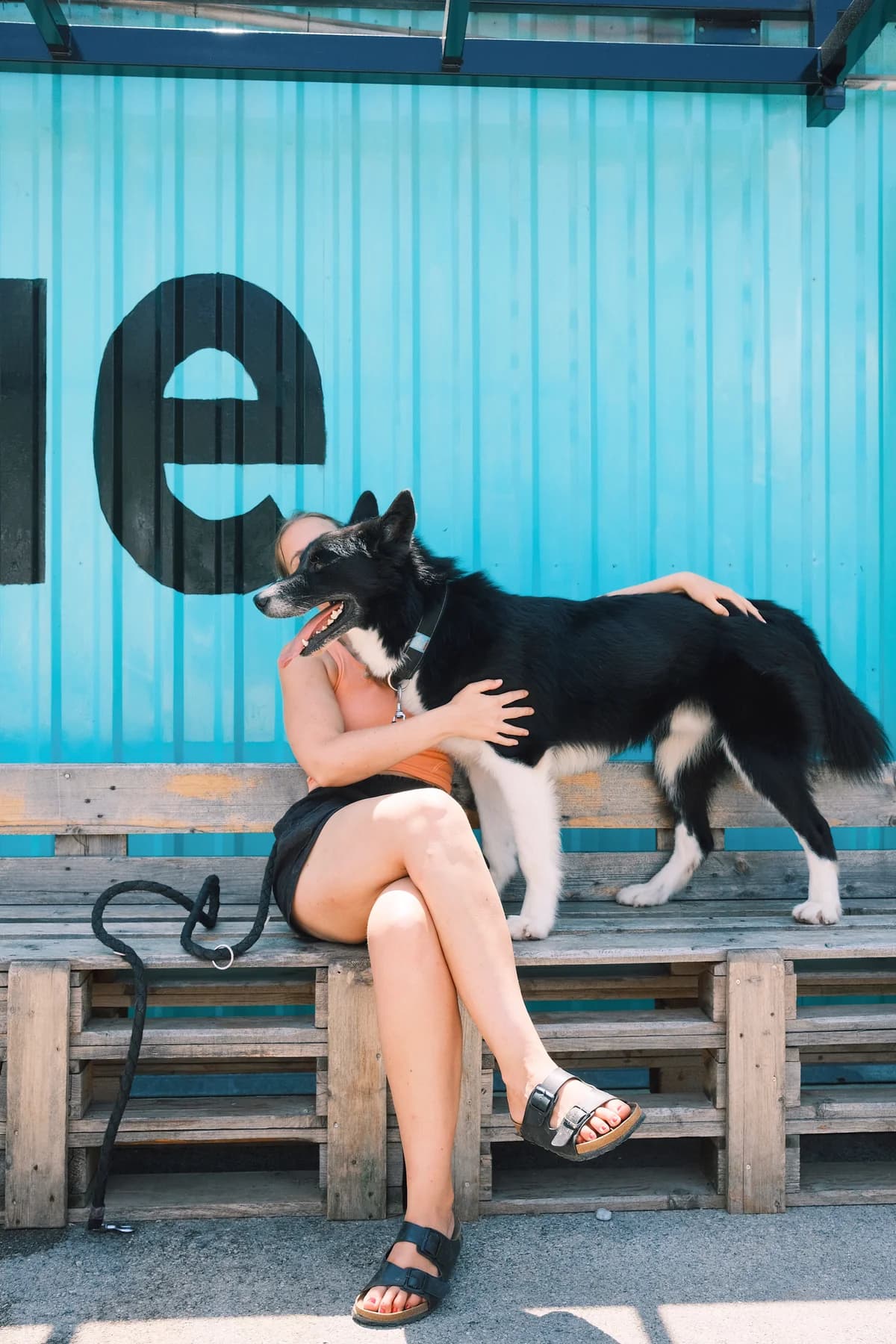 Oscar (reserviert), male mixed breed for adoption at Nordic Strays e.V. — photo 8 of 17