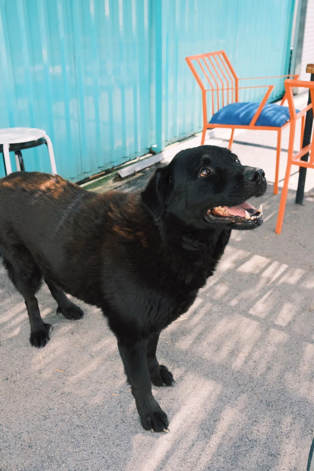 Balto, male Mixed Breed for adoption at Nordic Strays e.V. — photo 2 of 12