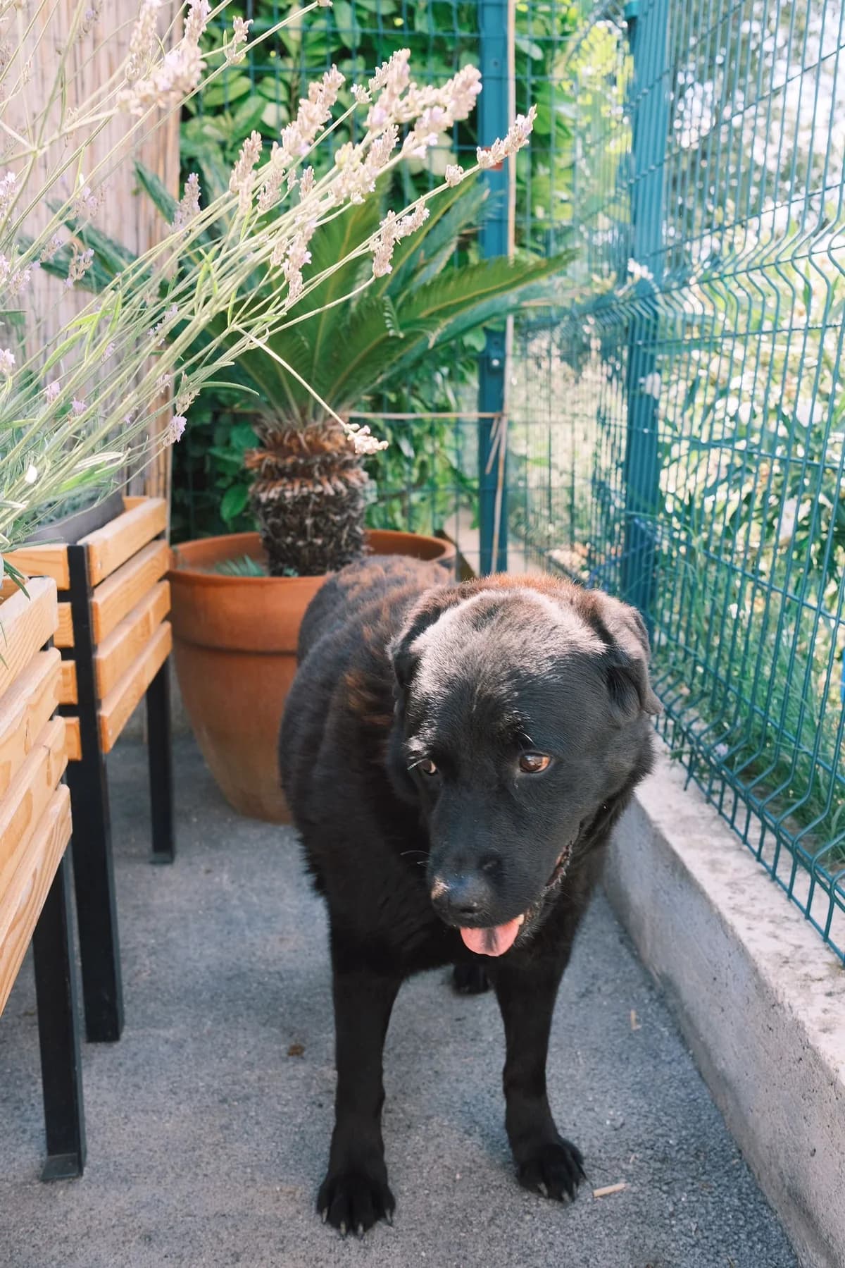 Balto, male Mixed Breed for adoption at Nordic Strays e.V. — photo 3 of 12