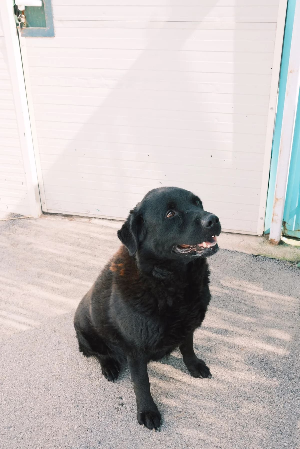 Balto, male Mixed Breed for adoption at Nordic Strays e.V. — photo 4 of 12