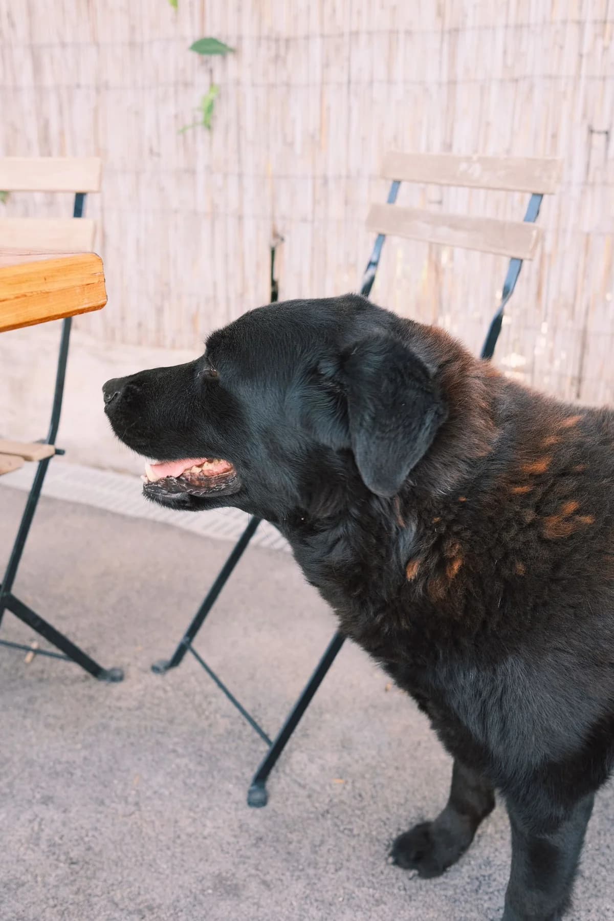 Balto, male Mixed Breed for adoption at Nordic Strays e.V. — photo 5 of 12