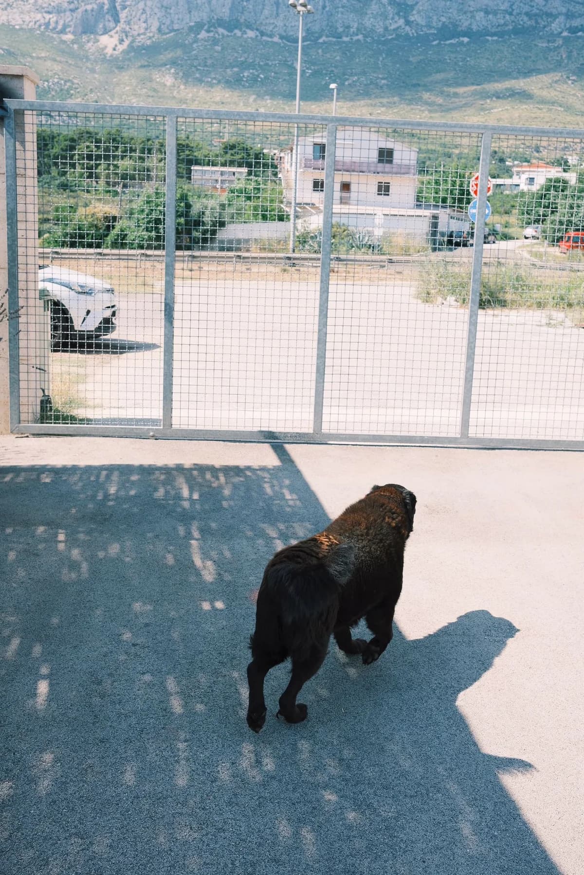 Balto, male Mixed Breed for adoption at Nordic Strays e.V. — photo 6 of 12
