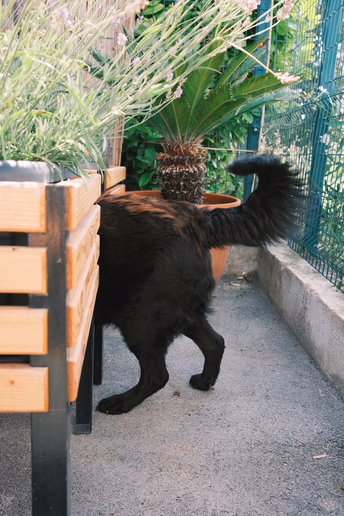 Balto, male Mixed Breed for adoption at Nordic Strays e.V. — photo 7 of 12
