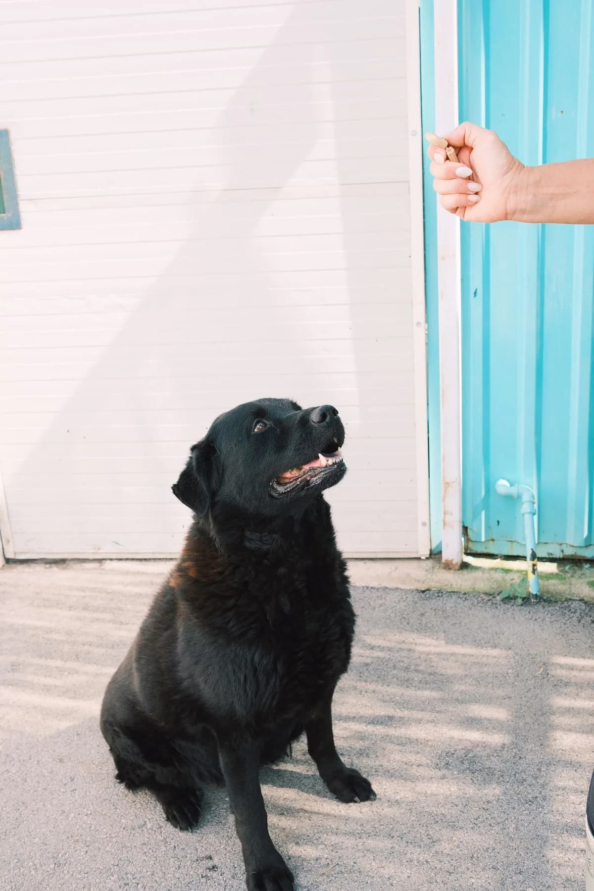 Balto, male Mixed Breed for adoption at Nordic Strays e.V. — photo 8 of 12