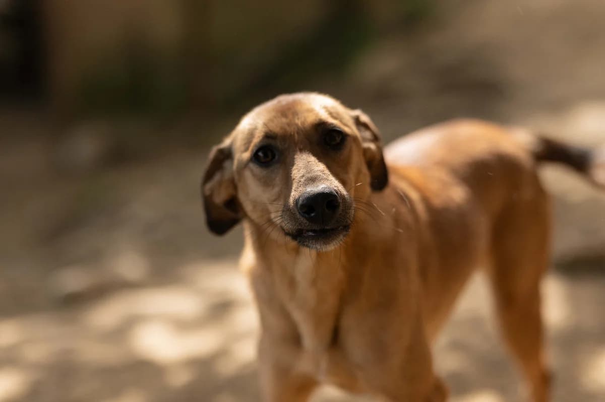 Goldie, female 4yo Mixed Breed for adoption at Nordic Strays e.V.