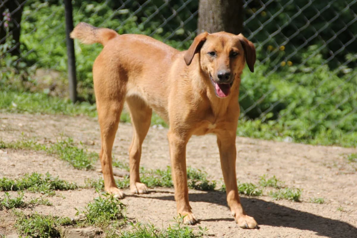Goldie, female Mixed Breed for adoption at Nordic Strays e.V. — photo 2 of 37