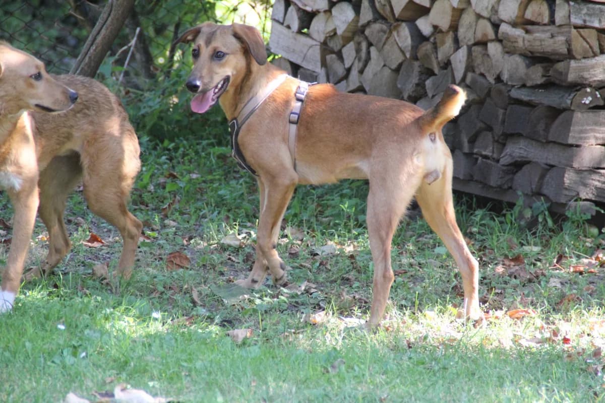 Goldie, female Mixed Breed for adoption at Nordic Strays e.V. — photo 3 of 37